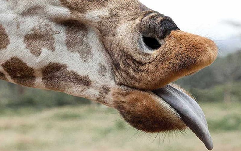 2 Day Ultimate Giraffe Experience at the Giraffe Manor 